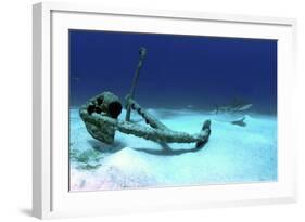 A Caribbean Reef Shark Swimbs by the Anchor at Treasure Wreck-Stocktrek Images-Framed Photographic Print