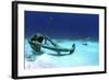 A Caribbean Reef Shark Swimbs by the Anchor at Treasure Wreck-Stocktrek Images-Framed Photographic Print