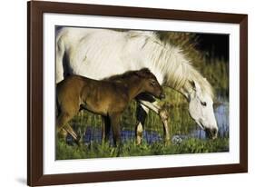 A Caring Disposition-Wild Wonders of Europe-Framed Giclee Print