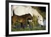 A Caring Disposition-Wild Wonders of Europe-Framed Giclee Print