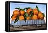 A Carload of Navel Oranges Postcard-null-Framed Stretched Canvas