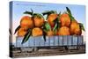 A Carload of Navel Oranges Postcard-null-Stretched Canvas