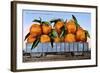 A Carload of Navel Oranges Postcard-null-Framed Giclee Print