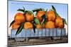 A Carload of Navel Oranges Postcard-null-Mounted Giclee Print