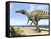 A Carnivorous Suchomimus Wanders a Beach on the Ancient Tethys Ocean-Stocktrek Images-Framed Stretched Canvas