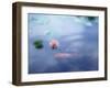 A Carp in Lily Pond, Kyoto, Japan-null-Framed Photographic Print