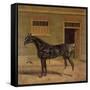A Carriage Horse in a Stable Yard-John Frederick Herring I-Framed Stretched Canvas
