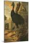 A Cassowary-Francis Barlow-Mounted Giclee Print