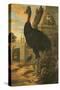 A Cassowary-Francis Barlow-Stretched Canvas