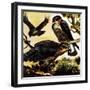 A Cast of Hawks-English School-Framed Giclee Print