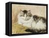 A Cat, 1893-Henriette Ronner-Knip-Framed Stretched Canvas