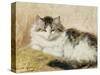 A Cat, 1893-Henriette Ronner-Knip-Stretched Canvas