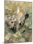 A Cat and a Chaffinch, 1885-Bruno Andreas Liljefors-Mounted Giclee Print