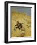 A Cat Basking in the Sun, 1884-Bruno Andreas Liljefors-Framed Giclee Print