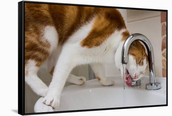 A cat drinking from a bathroom faucet-Mark A Johnson-Framed Stretched Canvas