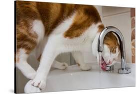 A cat drinking from a bathroom faucet-Mark A Johnson-Stretched Canvas