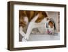 A cat drinking from a bathroom faucet-Mark A Johnson-Framed Premium Photographic Print