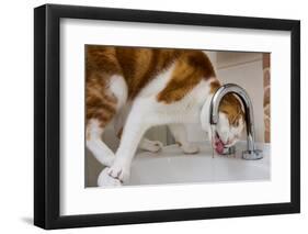 A cat drinking from a bathroom faucet-Mark A Johnson-Framed Premium Photographic Print