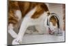 A cat drinking from a bathroom faucet-Mark A Johnson-Mounted Premium Photographic Print