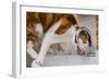 A cat drinking from a bathroom faucet-Mark A Johnson-Framed Photographic Print