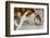 A cat drinking from a bathroom faucet-Mark A Johnson-Framed Photographic Print