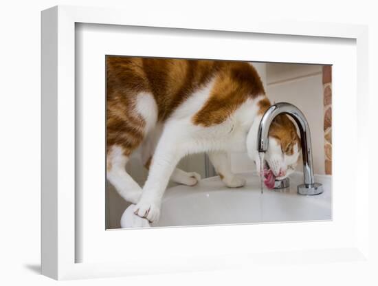 A cat drinking from a bathroom faucet-Mark A Johnson-Framed Photographic Print