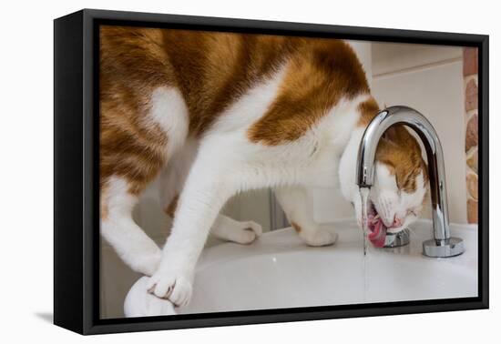 A cat drinking from a bathroom faucet-Mark A Johnson-Framed Stretched Canvas