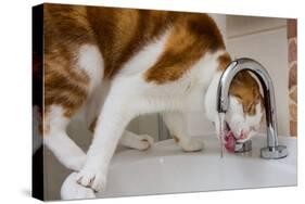 A cat drinking from a bathroom faucet-Mark A Johnson-Stretched Canvas