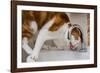 A cat drinking from a bathroom faucet-Mark A Johnson-Framed Photographic Print