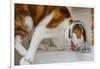 A cat drinking from a bathroom faucet-Mark A Johnson-Framed Photographic Print