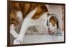 A cat drinking from a bathroom faucet-Mark A Johnson-Framed Photographic Print