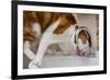 A cat drinking from a bathroom faucet-Mark A Johnson-Framed Photographic Print