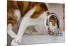 A cat drinking from a bathroom faucet-Mark A Johnson-Mounted Photographic Print