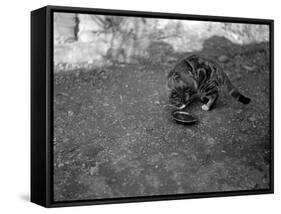 A Cat Drinking-null-Framed Stretched Canvas