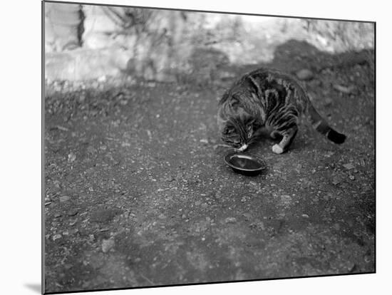 A Cat Drinking-null-Mounted Photographic Print