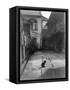 A Cat in a New Orleans Courtyard-null-Framed Stretched Canvas