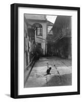 A Cat in a New Orleans Courtyard-null-Framed Photographic Print