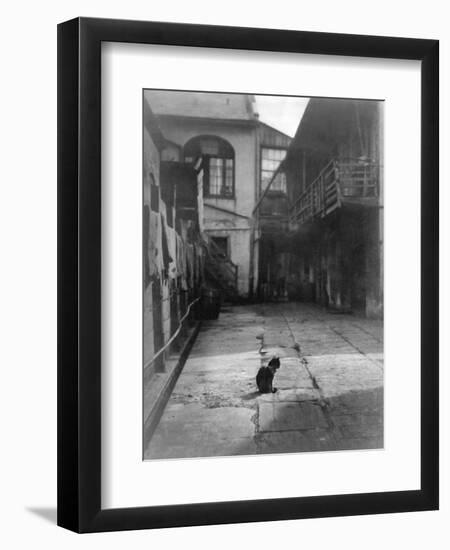 A Cat in a New Orleans Courtyard-null-Framed Photographic Print