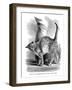 A Cat in Affectionate Frame of Mind, from the Expression and Emotions in Man and Animals, 1872-null-Framed Giclee Print