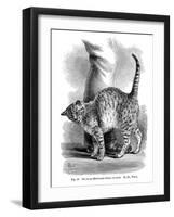 A Cat in Affectionate Frame of Mind, from the Expression and Emotions in Man and Animals, 1872-null-Framed Giclee Print