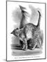 A Cat in Affectionate Frame of Mind, from the Expression and Emotions in Man and Animals, 1872-null-Mounted Giclee Print