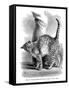 A Cat in Affectionate Frame of Mind, from the Expression and Emotions in Man and Animals, 1872-null-Framed Stretched Canvas