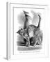 A Cat in Affectionate Frame of Mind, from the Expression and Emotions in Man and Animals, 1872-null-Framed Giclee Print