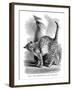 A Cat in Affectionate Frame of Mind, from the Expression and Emotions in Man and Animals, 1872-null-Framed Giclee Print