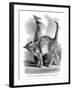 A Cat in Affectionate Frame of Mind, from the Expression and Emotions in Man and Animals, 1872-null-Framed Giclee Print