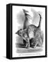 A Cat in Affectionate Frame of Mind, from the Expression and Emotions in Man and Animals, 1872-null-Framed Stretched Canvas