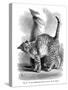 A Cat in Affectionate Frame of Mind, from the Expression and Emotions in Man and Animals, 1872-null-Stretched Canvas