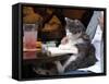 A Cat Joins its Owner Reading a Book at a Tokyo Cafe-null-Framed Stretched Canvas