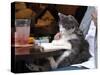 A Cat Joins its Owner Reading a Book at a Tokyo Cafe-null-Stretched Canvas