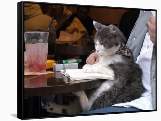 A Cat Joins its Owner Reading a Book at a Tokyo Cafe-null-Framed Stretched Canvas